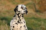 DALMATIEN 455